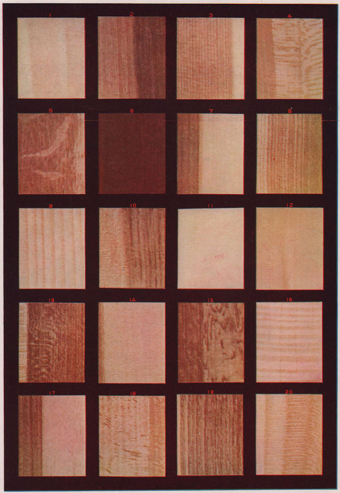 Willow Walnut Cedar Sycamore Oak Redwood Tulip Ash Spruce Pine Holly Cherry 1903